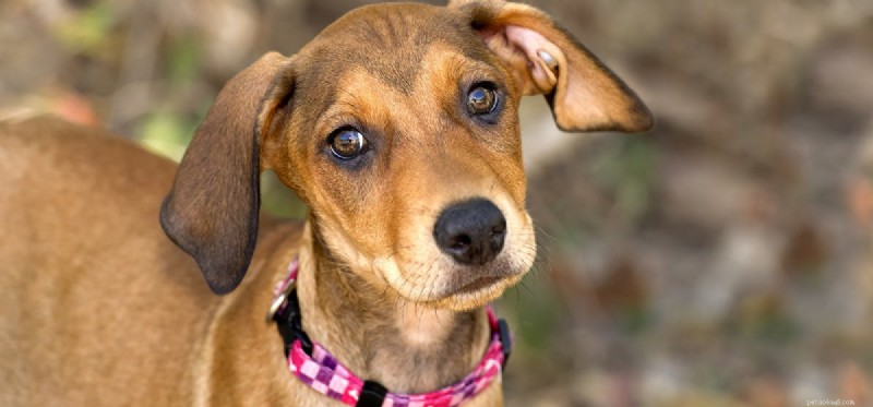 Oxycodone for Dogs: Why It’s Dangerous and Safer Alternatives