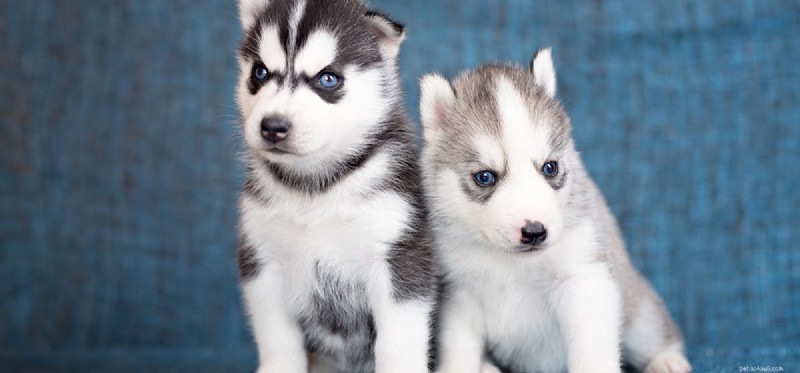 Do Dogs Experience Nightmares? Understanding Their Dream Life
