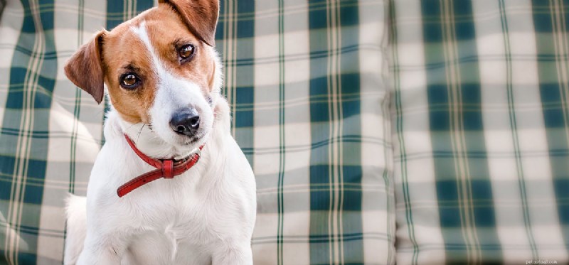 Can Dogs Safely Consume Vinegar? A Pet Owner s Guide