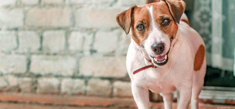 Can Dogs Safely Consume Vinegar? A Pet Owner s Guide