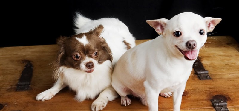 Oxycodone for Dogs: Why It’s Dangerous and Safer Alternatives