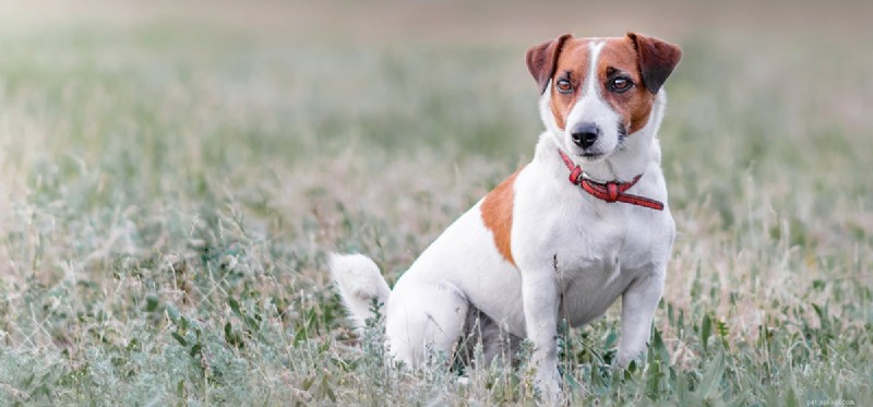Can Dogs Safely Consume Vinegar? A Pet Owner s Guide