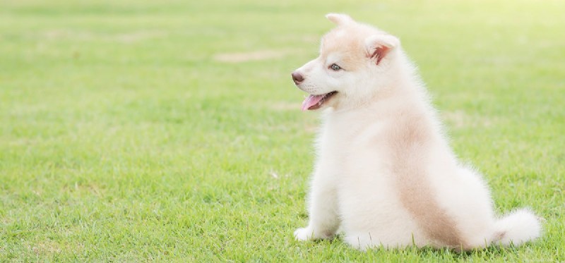 Do Dogs Truly Hear 20,000 Hz? Understanding Their Superior Sound Range