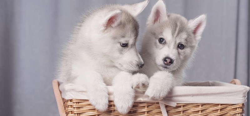 Do Dogs Truly Hear 20,000 Hz? Understanding Their Superior Sound Range