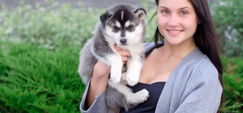 Can Dogs Detect a Baby Inside the Womb? Insights into Canine Hearing