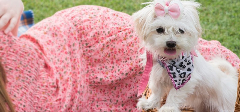 Can Dogs Detect a Baby Inside the Womb? Insights into Canine Hearing
