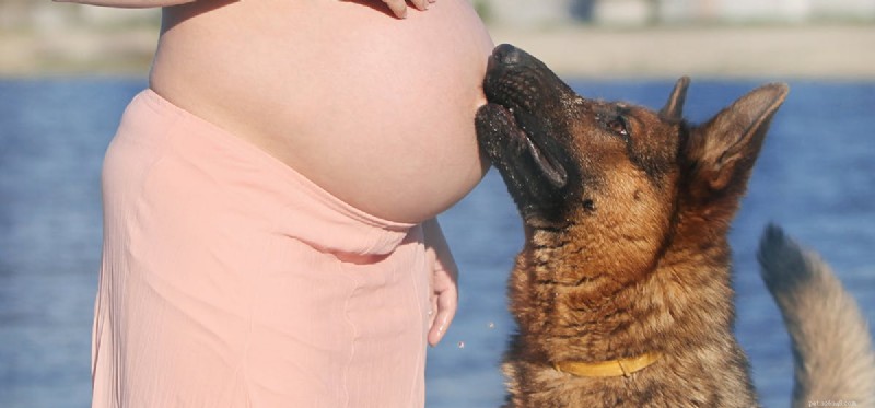 Do Dogs Detect a Baby Growing Inside Their Owner’s Womb?