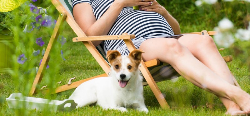 Do Dogs Detect a Baby Growing Inside Their Owner’s Womb?