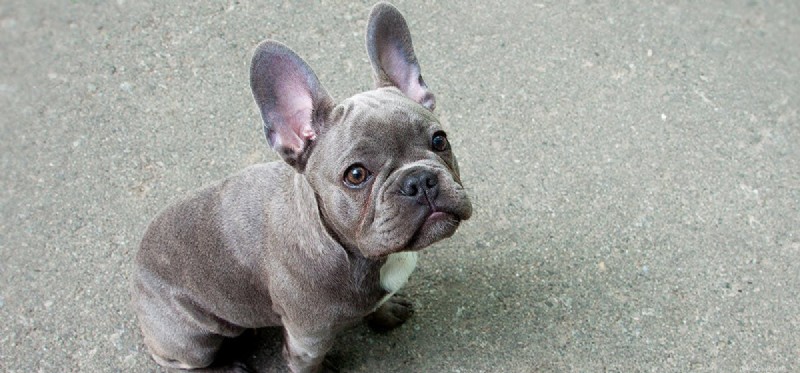 Can Dogs Detect a Growing Fetus? Science‑Backed Insights into Canine Hearing