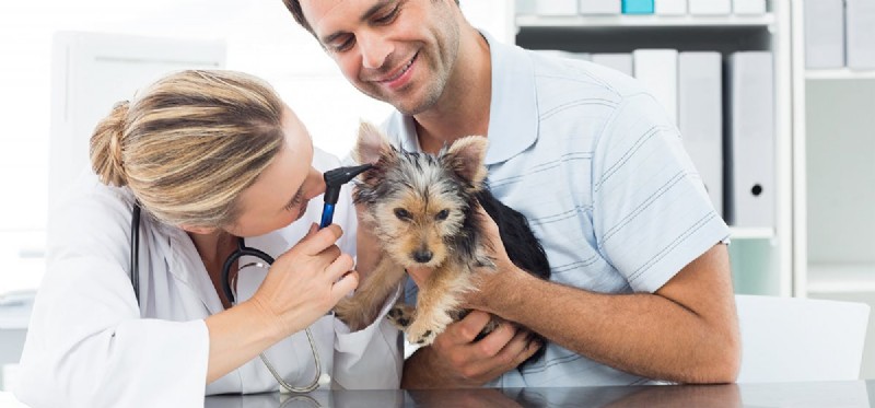 Do Dogs Retain Hearing After Total Ear Canal Ablation Surgery?
