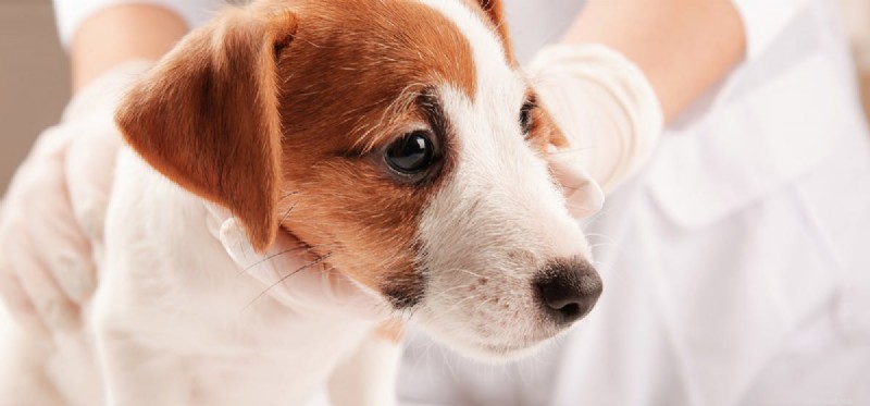 Do Dogs Retain Hearing After Total Ear Canal Ablation Surgery?