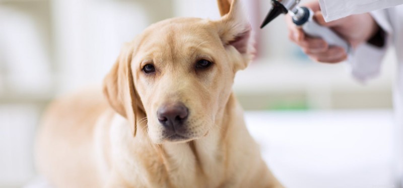 Do Dogs Retain Hearing After Total Ear Canal Ablation Surgery?