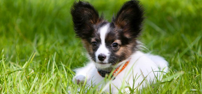 How Far Can Dogs Hear? Exploring Their Remarkable Auditory Range