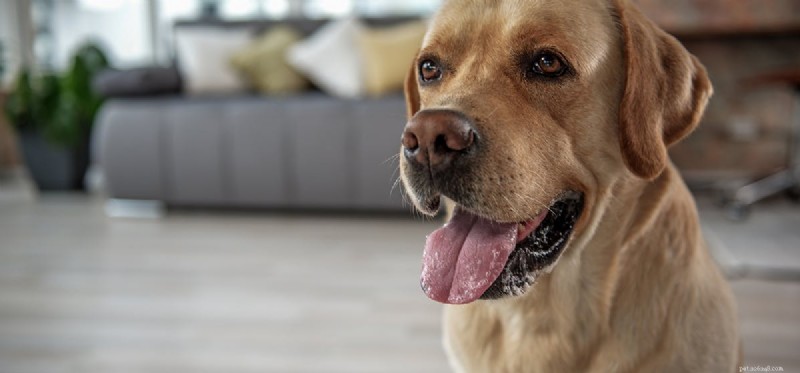 How Far Can Dogs Hear? Exploring Their Remarkable Auditory Range