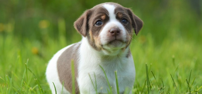 How Far Can Dogs Hear? Exploring Their Remarkable Auditory Range