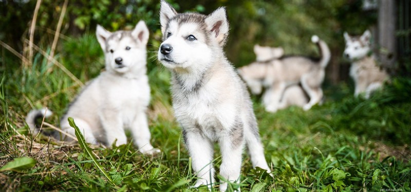 How Far Can Dogs Hear? Exploring Their Remarkable Auditory Range