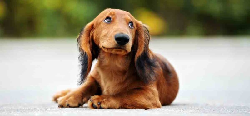 Do Dogs Detect Bat Echolocation? Understanding Their Hearing Capabilities
