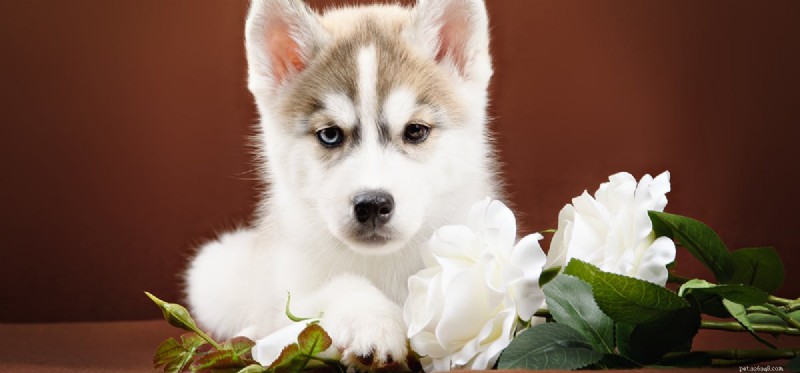 Can Dogs Detect Bats? Exploring Their Hearing of Bat Ultrasound