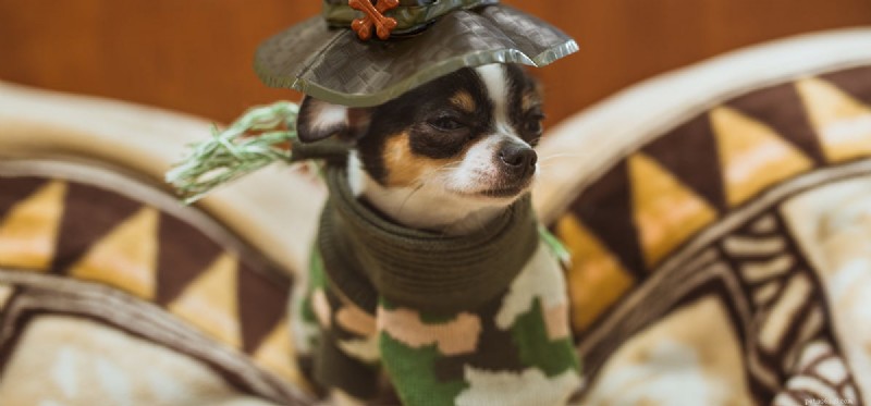 Can Dogs Detect Bats? Exploring Their Hearing of Bat Ultrasound