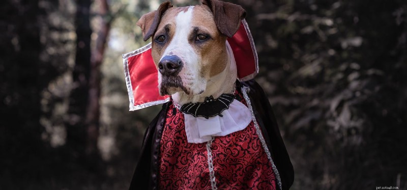 Can Dogs Detect Bats? Exploring Their Hearing of Bat Ultrasound