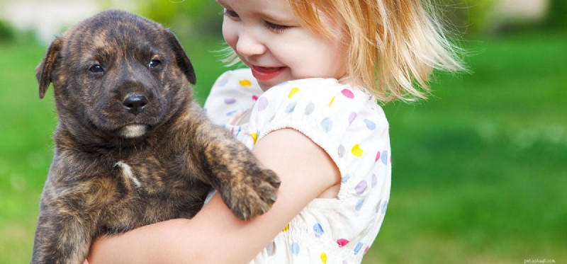 Can Dogs Hear Better Than Humans? Uncovering Their Superior Auditory Abilities