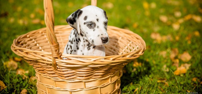 Do Dogs Detect Cat Deterrents? Insights for Pet Owners