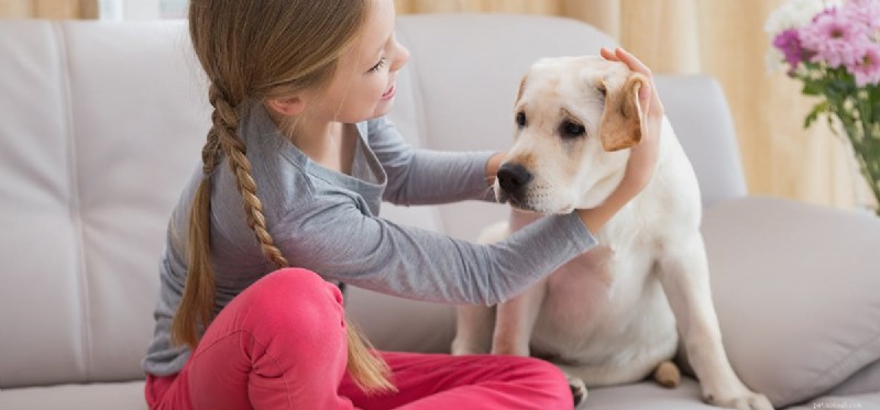 Can Dogs Hear Better Than Humans? Uncovering Their Superior Auditory Abilities