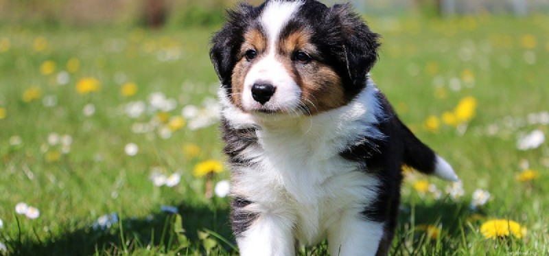Do Dogs Detect Cat Deterrents? Insights for Pet Owners