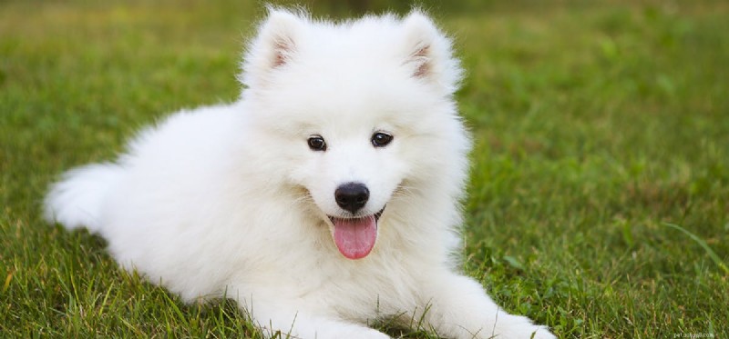 Do Dogs Detect Cat Deterrents? Insights for Pet Owners