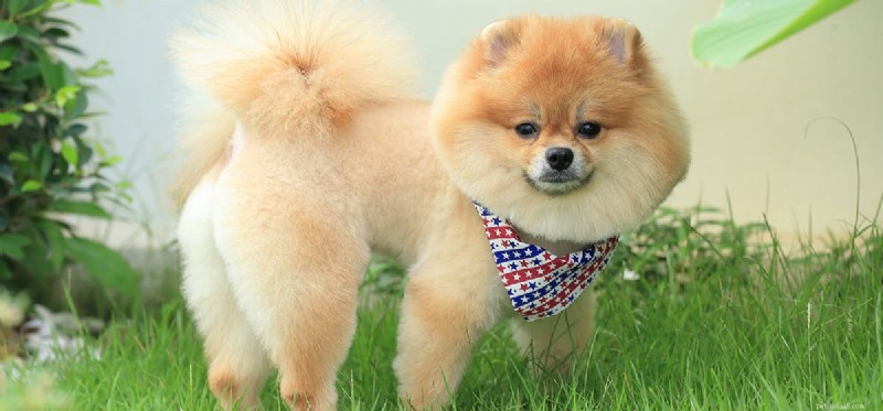 Do Dogs Detect Cat Deterrents? Insights for Pet Owners