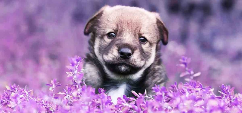 Can Your Dog Detect Dolphin Sounds? Expert Insight into Canine Hearing
