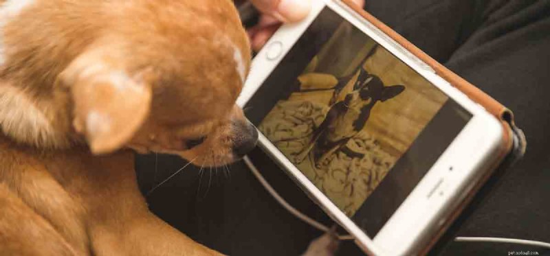 Can Dogs Hear FaceTime? Explore How Your Pet Listens to Your Calls