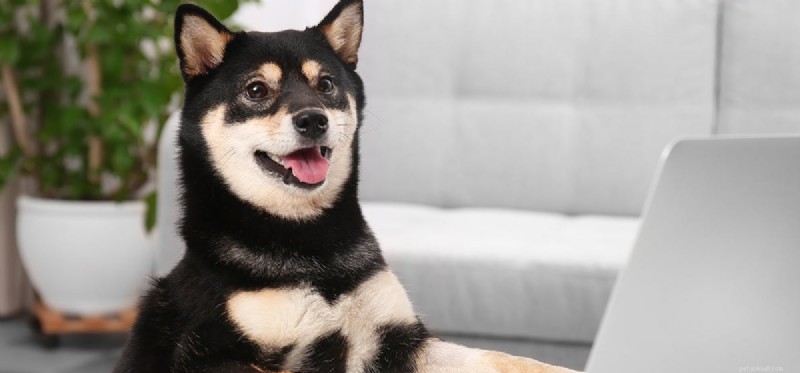 Can Dogs Hear FaceTime? Explore How Your Pet Listens to Your Calls