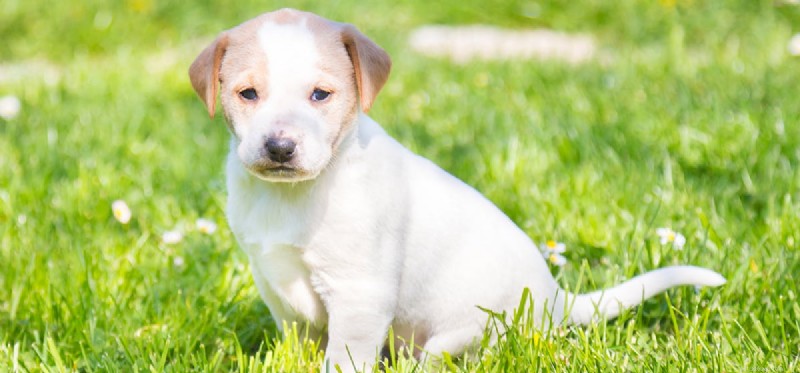 Dogs vs Humans: The Science Behind Their Remarkable Hearing