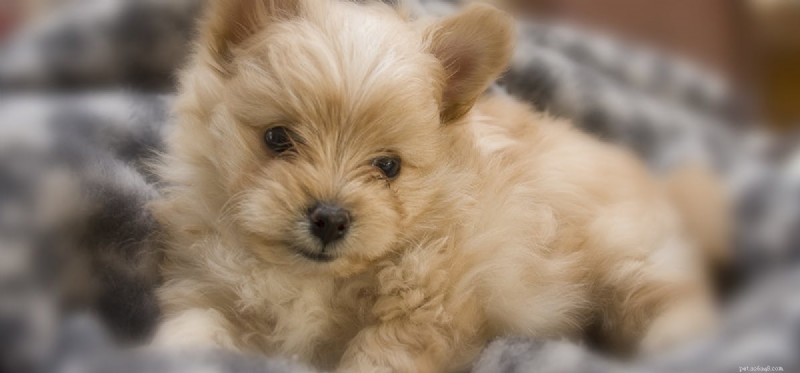 Dogs vs Humans: The Science Behind Their Remarkable Hearing