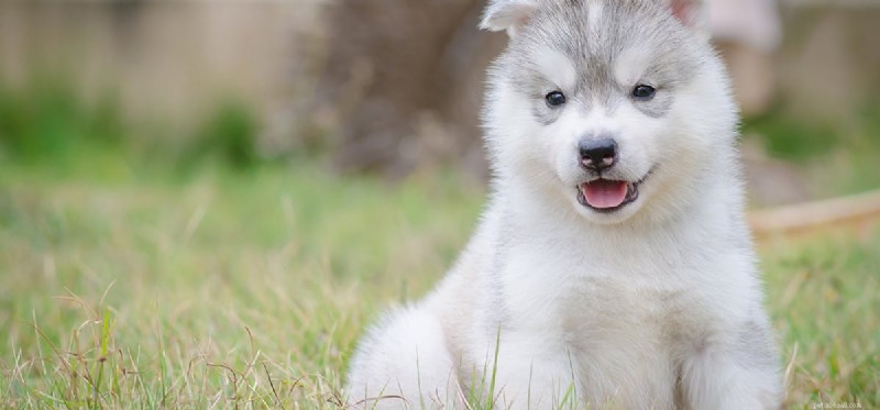 How Far Can Dogs Hear? Insights into Their Remarkable Hearing Range