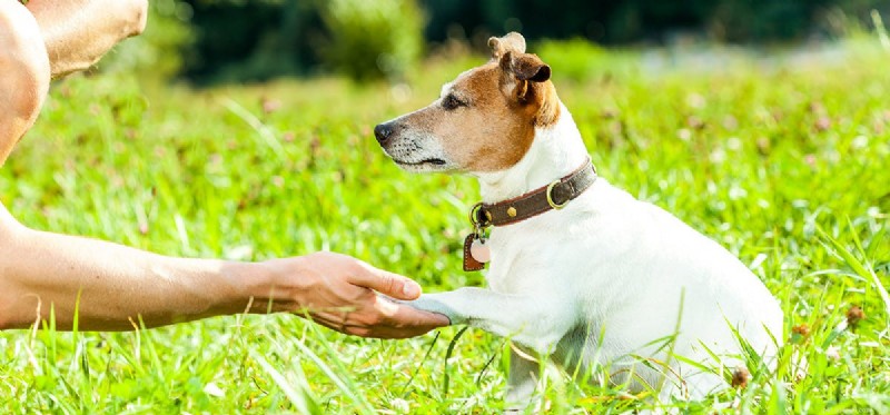 Dogs vs Humans: The Science Behind Their Remarkable Hearing