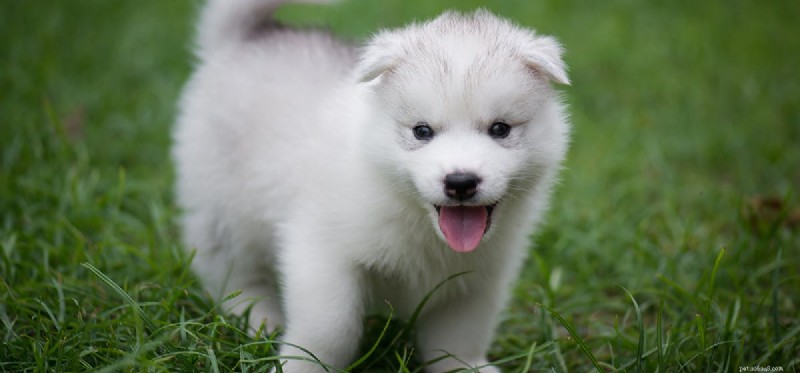 Dogs vs Humans: The Science Behind Their Remarkable Hearing