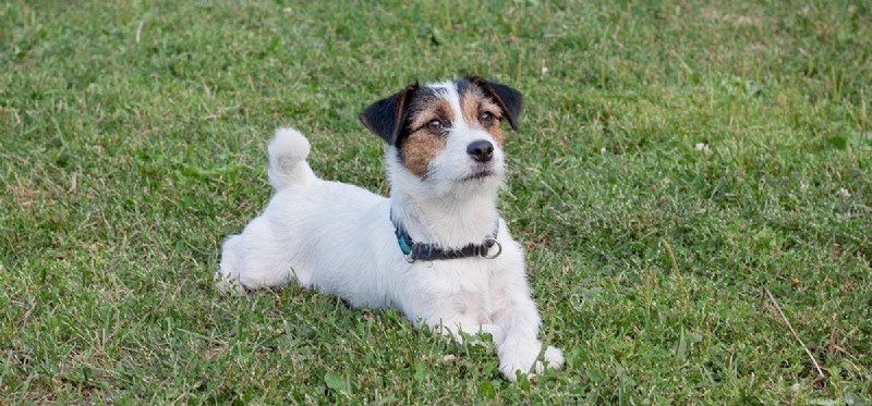 How Far Can Dogs Hear? Insights into Their Remarkable Hearing Range