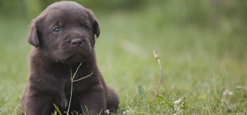 How Far Can Dogs Hear? Insights into Their Remarkable Hearing Range