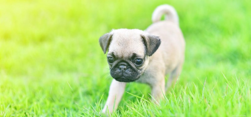 How Far Can Dogs Hear? Insights into Their Remarkable Hearing Range