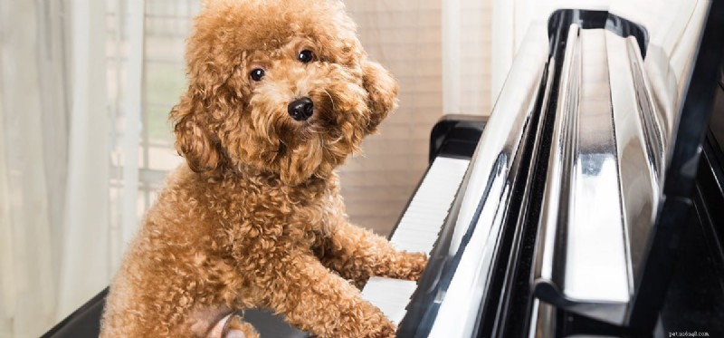 Do Dogs Hear Ultra-High Frequency Sounds? Discover Their Remarkable Hearing Range