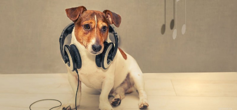 Do Dogs Hear Ultra-High Frequency Sounds? Discover Their Remarkable Hearing Range
