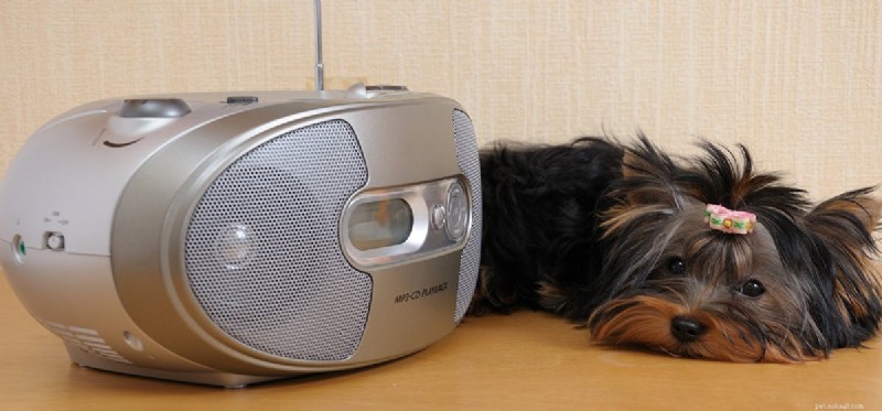 Do Dogs Hear Ultra-High Frequency Sounds? Discover Their Remarkable Hearing Range