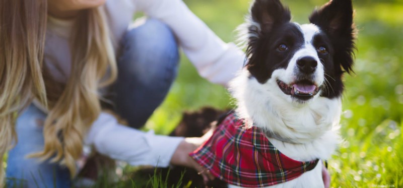 Do Dogs Truly Hear Human Voices? Scientific Insights Explained