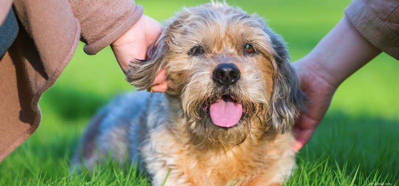 Do Dogs Truly Hear Human Voices? Scientific Insights Explained