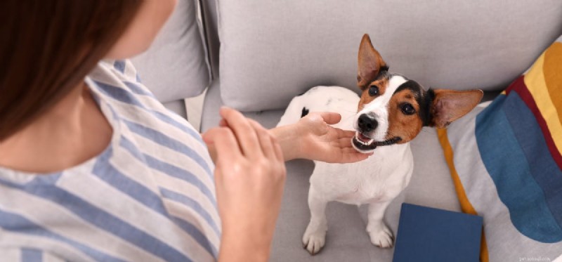 Do Dogs Truly Hear Human Voices? Scientific Insights Explained