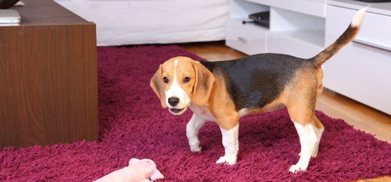 Do Dogs Detect Laser Beams? Expert Insights