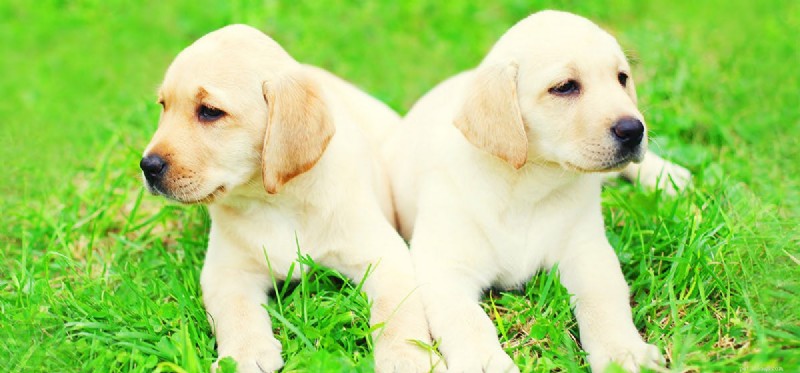 Can Dogs Detect Lightning? Understanding Their Weather Senses