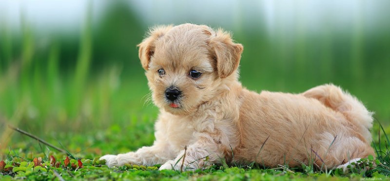 Can Dogs Detect Lightning? Understanding Their Weather Senses